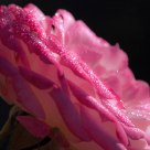 Morning Dew